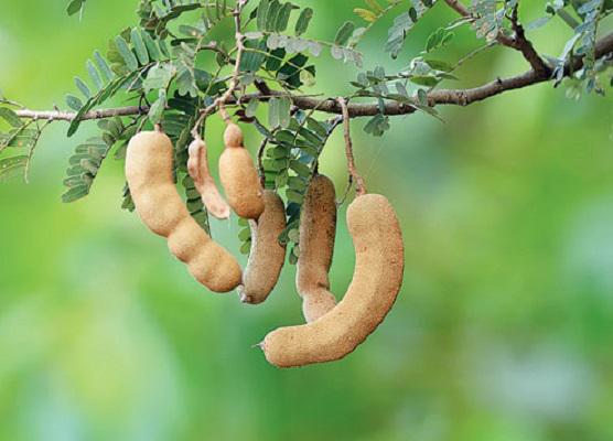 tamarind