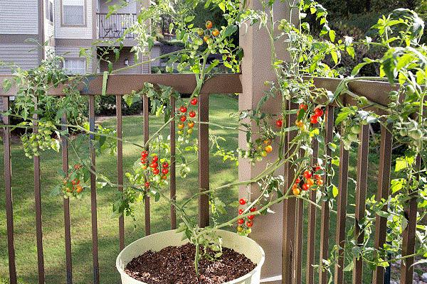 tomato-in-pot