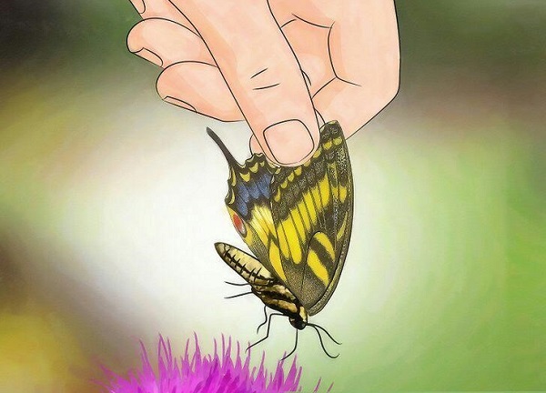 butterfly butterfly.