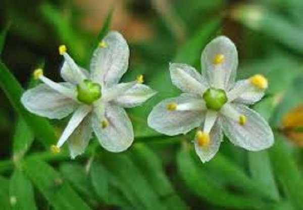 Flower Flower