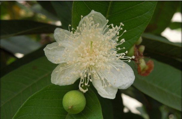 guavaFlower