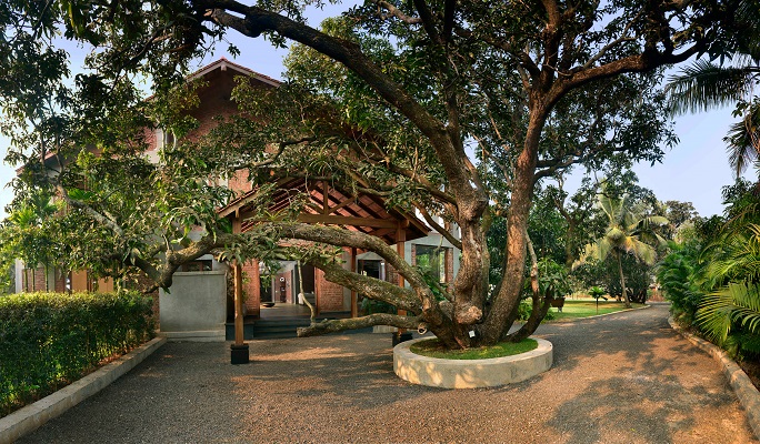 tree tree