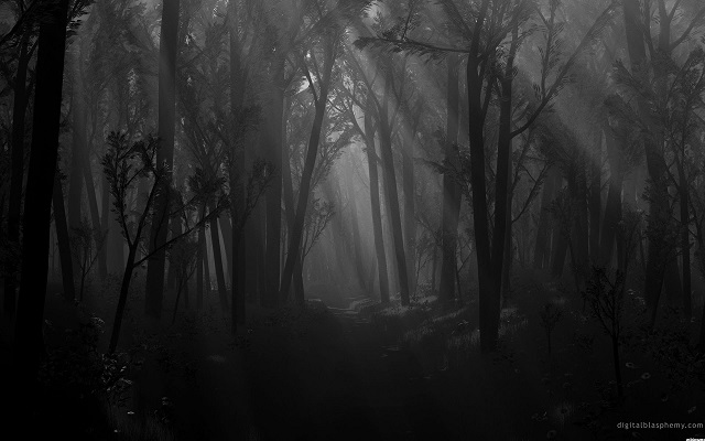 night Forest night Forest