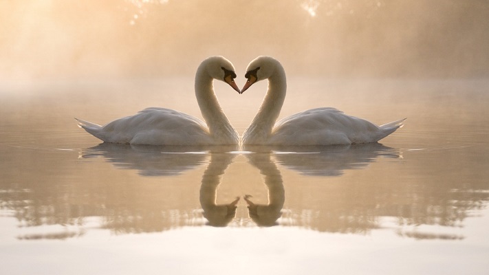 Love Love