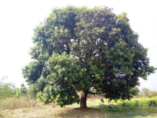 mangoTree mangoTree