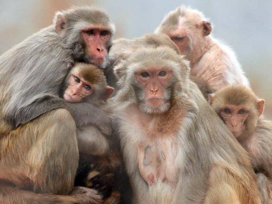 monkeyFamily