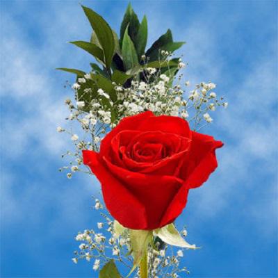 rose rose