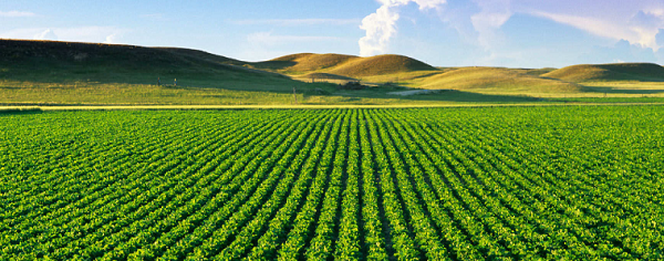 Agriculture
