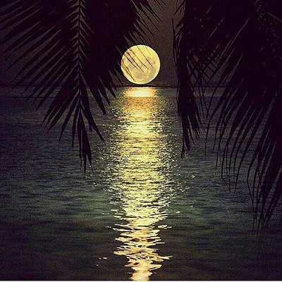 Moon Moon