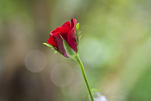 Flower Flower
