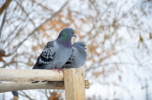 pigeons pigeons
