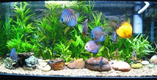 Aquarium