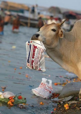 Bottle pieces Bottle pieces