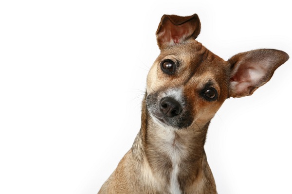 Curious Dog