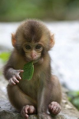 Monkey