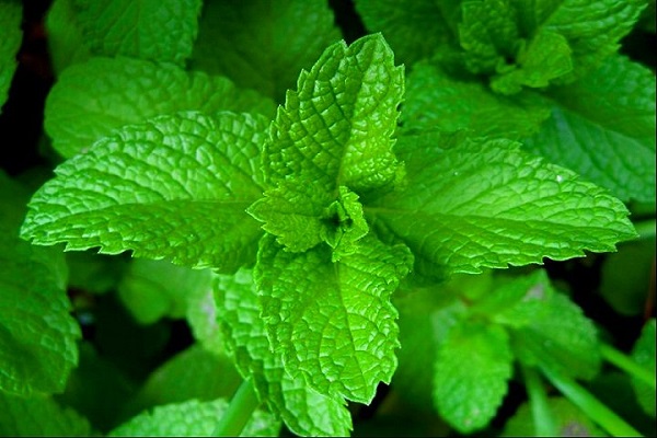 mint.jpg mint.jpg
