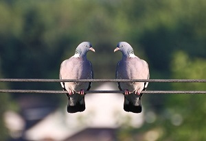 Pigeon