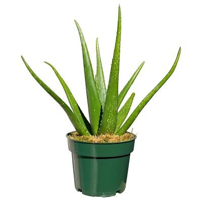 aloevera plant