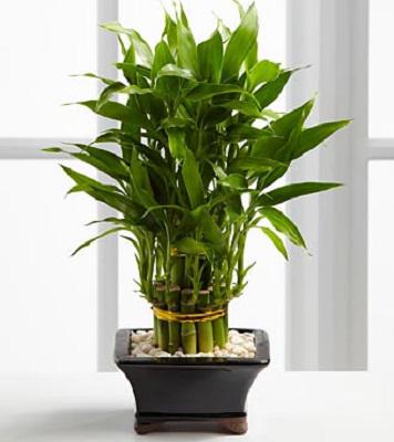Bamboo plant
