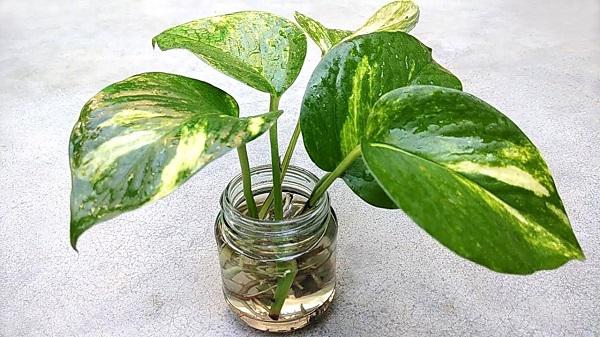 moneyplant plant