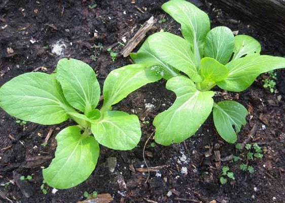 plants plants
