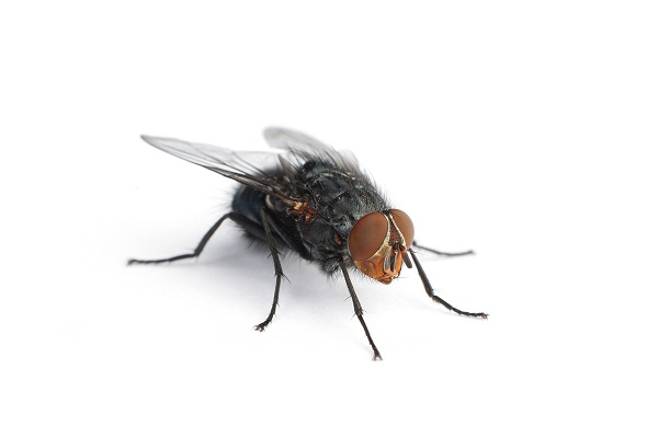 House Fly House Fly