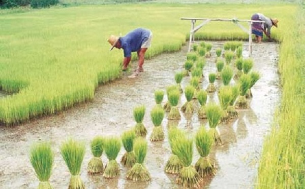 Rice