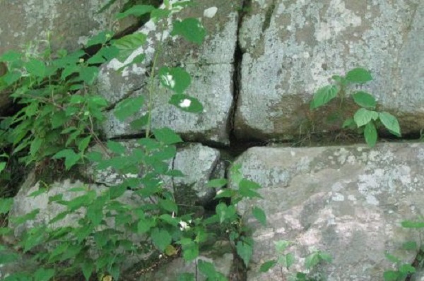 Plant in rock Plant in rock