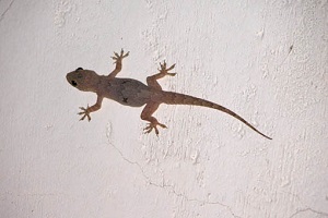 Lizard