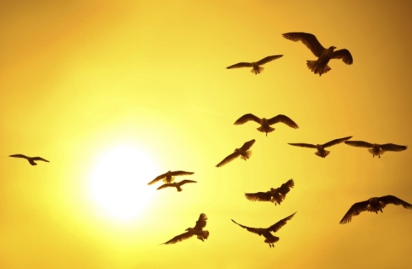 Birds Birds