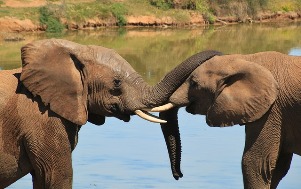 Elephant love