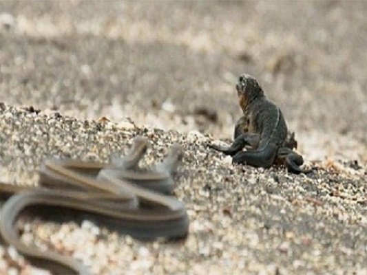 Iguana vs Snakes Iguana vs Snakes