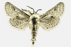 Moth