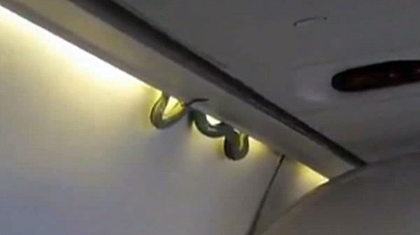 Snake on plane Snake on plane