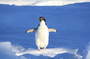Penguin jathi