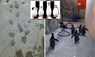 penguins penguins