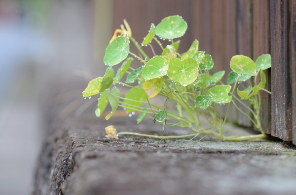 Plant