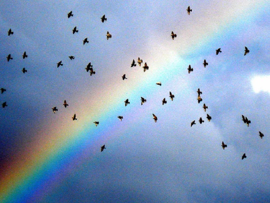 Rainbow