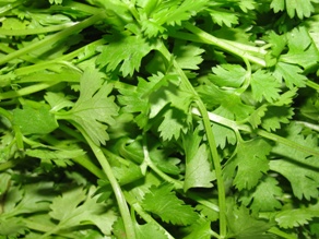 Corriander leaves (Kothamalli) Thokku