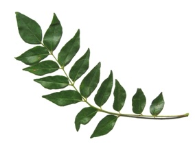 karuveppilai