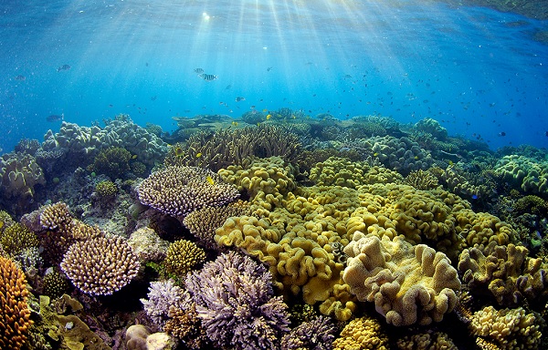 Reef