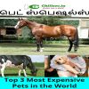 Top 3 Most Expensive Pets in the World