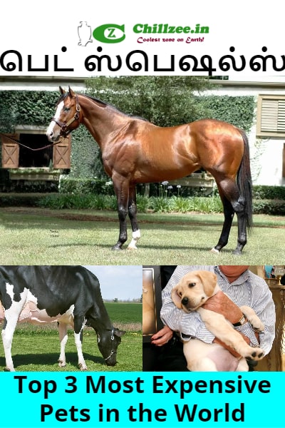 Top 3 Most Expensive Pets in the World
