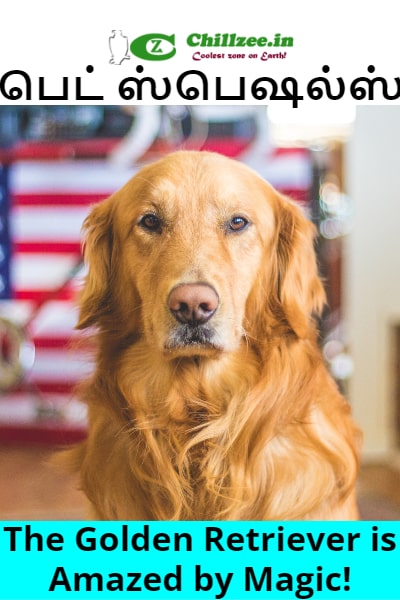 The Golden Retriever is Amazed by Magic!