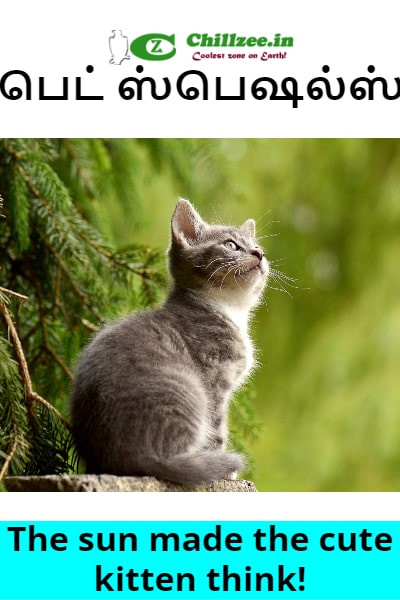 The sun made the cute kitten think!