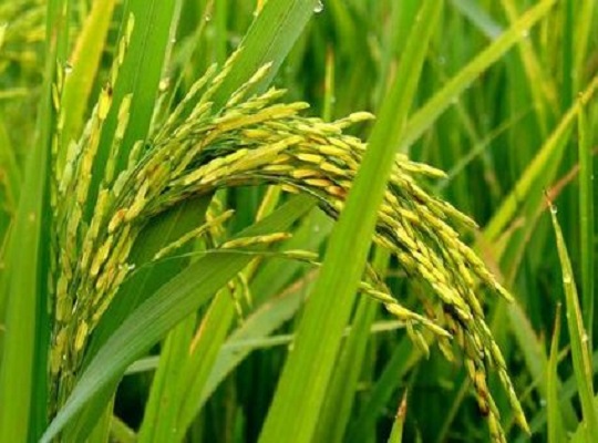 Rice Rice