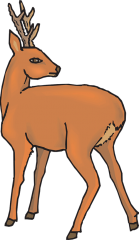 Deer Deer