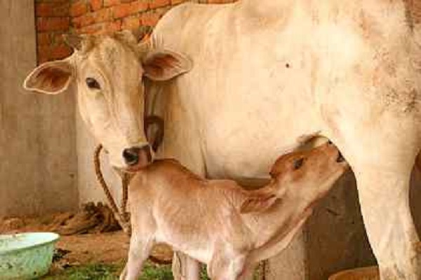 Cows Cows