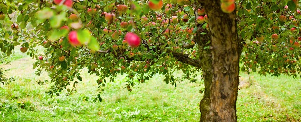 Apples Apples
