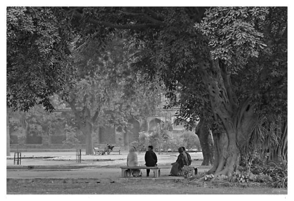 Banyan tree Banyan tree
